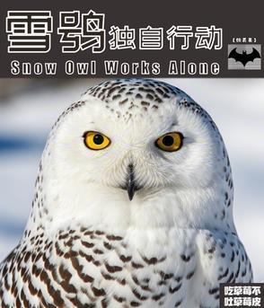 雪鸮翻译